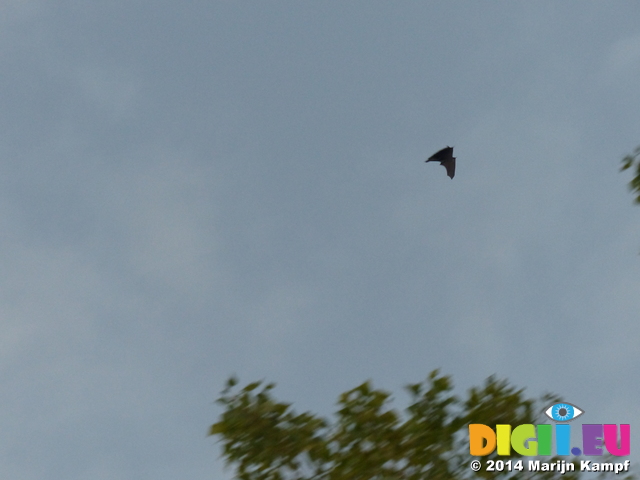 FZ007713 Bat in flight